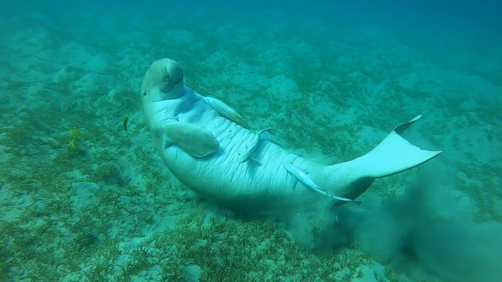 dugong maarsa mubark 